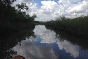 Miami: Day Tour to the Everglades - Alligators and Airboat