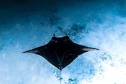 Nanuya Balavu Island: Snorkeling with manta rays