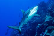 South Sea Island: Snorkeling with reef shark