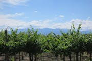 Mendoza: Bike tour through the vineyards