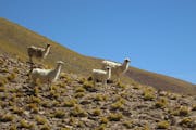 San Pedro de Atacama: Day tour in the mountains